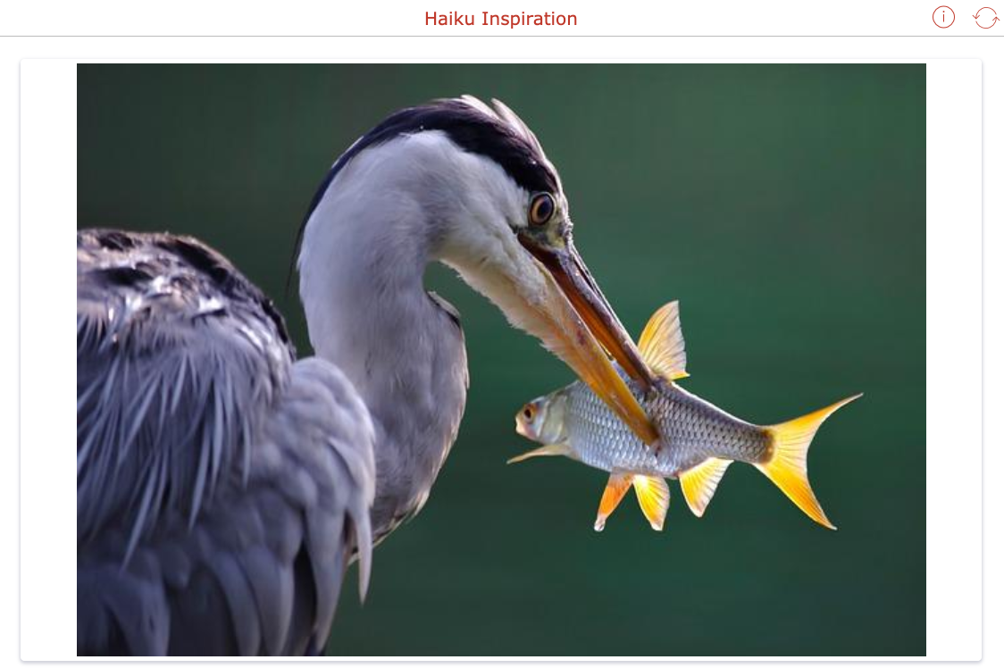 Visual haiku composition activity using random nature-themed photos